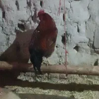 خروس مرغ|حیوانات مزرعه|دهگلان, |دیوار