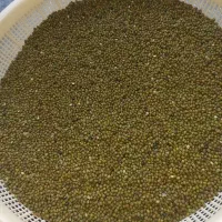 کنجد وماش وعدس|خوردنی و آشامیدنی|دوگنبدان, |دیوار