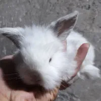 خرگوش لووپ اصیل توله|موش و خرگوش|بردسیر, |دیوار