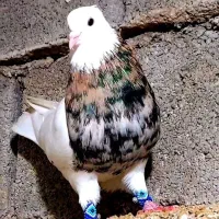 گروه برای خرید و فروش کبوتر