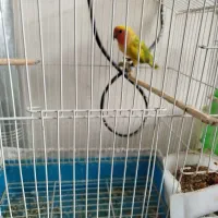 معاوضه|پرنده|سیستان, |دیوار