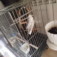 عروس هلندی سخن گو آواز خوان چندنوع سود