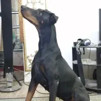 سگ دوبرمن مناسب نگهبانی