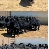 گوسفند نر زنده قاپان