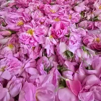 گل محمدی