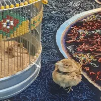 سهره کوهی|لوازم جانبی حیوانات|کبودرآهنگ, |دیوار