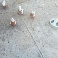 طوقی|پرنده|خواجه, |دیوار