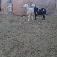 2راس|حیوانات مزرعه|تربت جام, میان جام|دیوار