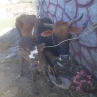 گاووگوساله ماده امپولی سمینتال         لیشه ورزا