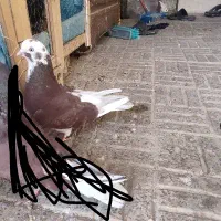 کفتر تهرونی و شیرازی