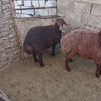 یک عدد بره نر