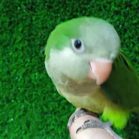 راهب دونخور|پرنده|کهریزک, |دیوار