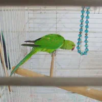 طوطی