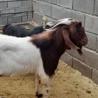 بز  بزغاله قوچ