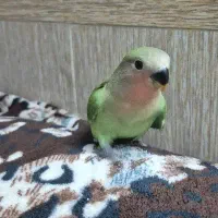 کوتوله ۴۰ روزه|پرنده|قم, حنیف نژاد|دیوار