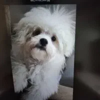 واگذاری سگ میکس پودل مالتیز|سگ|مبارکه, |دیوار