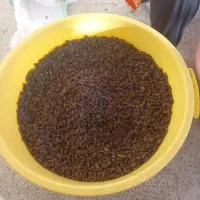 کشمش اصل آفتابی اورگانیک خون ساز