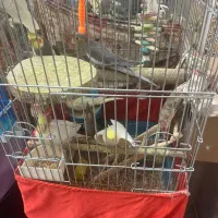 عروس هلندی مولد به همراه بچه هاش