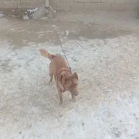 سگ ماده هاسکی