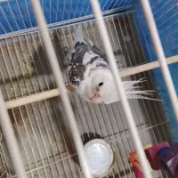 قفس 40در 60ویه عروس هلندی نر|پرنده|سبزوار, کلاته سیفر|دیوار