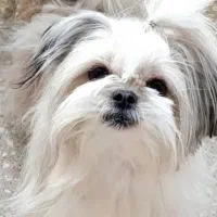 سگ پاپی نژاد شیتزو