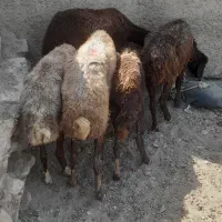 بره نر  شیشک
