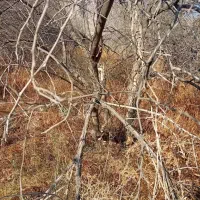 خریدار  انواع چوب، بغیر کنار و کور