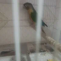 گرینچک نر|پرنده|مشهد, شهید قربانی|دیوار