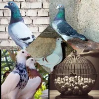 قرعه کشی کبوتر با ۱۰۰ هزار تومان