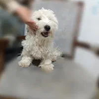 توله ۳ماهه رایگان|سگ|قزوین, |دیوار