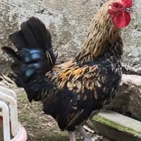 خروس سبرایت مینیاتوری