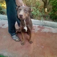 سگ پیتبول|سگ|چهارباغ, |دیوار