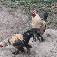خروس مرندی