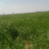 ۵تن ارزن فروشی دارم
