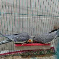 عروس هولندی