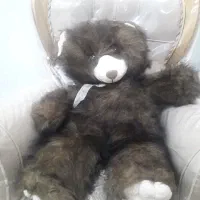 خرس  حدود ۸۰ سانت