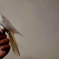 عروس هلندی|پرنده|کارون, |دیوار