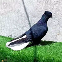 ده عدد کبوتر چتی مخصوص پروندن بالا