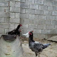 خروس و مرغ لاری اصل|حیوانات مزرعه|فراشبند, |دیوار