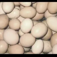 تخم مرغ خانگی