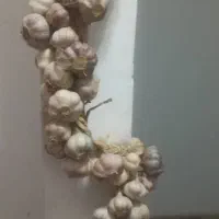 سیر محلی|خوردنی و آشامیدنی|رشت, دیلمان|دیوار