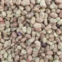 باقالی امسالی