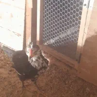 جوجه گلین|حیوانات مزرعه|فشاپویه, |دیوار