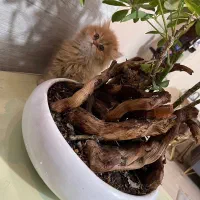 گربه پرشین اسکاتیش