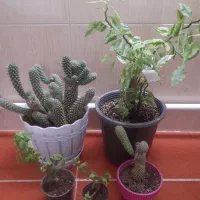 گل های طبیعی|گل و گیاه طبیعی|اردبیل, |دیوار