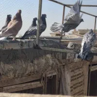 کفتر سرور|پرنده|آران و بیدگل, |دیوار