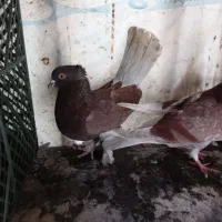 با سلام خدمت دوستان عزیز و عشق باز