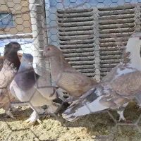 کبوتر دو کتی نوک ریز