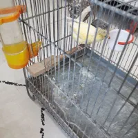 قناری ماده|پرنده|اهواز, پردیس|دیوار