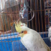 یک جفت عروس هلندی